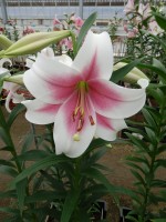 [5157 Triumphator VZ No02.JPG]